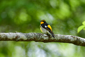 蓼科や軽井沢の初夏の森を彩る黄色とオレンジと黒の鮮やかな美しい小鳥キビタキ