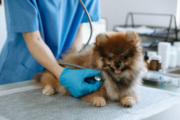 Male veterinarian in work clothes listening to a small dog's breath with phonendoscope...