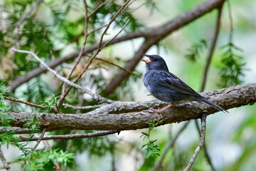 志賀高原や上高地などの初夏の高原で見られる美しい声でさえずる小鳥、クロジ