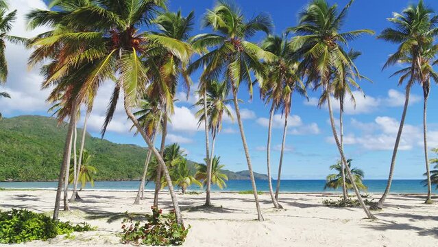 Tall bright coconut palms with long green leaves on the white sand of a tropical beach. Turquoise sea waves under a cloudy sky on a sunny morning. Romantic trip to the Caribbean.