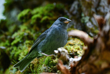志賀高原や上高地などの初夏の高原で見られる美しい声でさえずる小鳥、クロジ