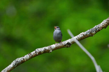 志賀高原や上高地などの初夏の高原で見られる美しい声でさえずる小鳥、クロジ