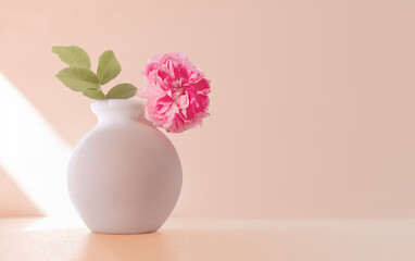 Rose flower with leaves in white vase isolated on light pink sunny background with copy space for...