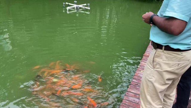 A man in blue dress is feeding beautiful coloured fish (Koi Fish ) in pond. No face.