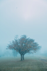 Paisaje de neblina con árbol solitario