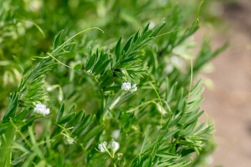 Close-up of lentil plant with white flowers. Lentil field. Detail of flowers and tendrils on a...