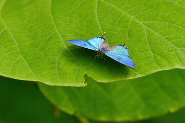 初夏の公園あ雑木林で見られる身近な美しい青いチョウのオオミドリシジミ