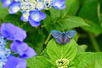 初夏の公園あ雑木林で見られる身近な美しい青いチョウのオオミドリシジミ