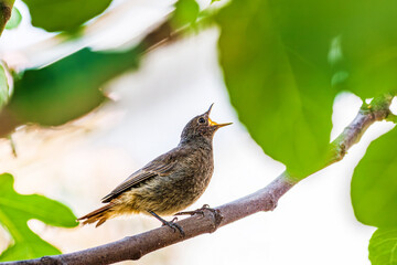 Hungry Black redstart fluffy chick with short orange tail, screaming with open beak. Juvenile blackstart birdie (phoenicurus ochruros) sitting on thin branch waiting for food. 