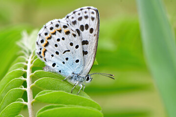 長野県や阿蘇に生息する絶滅危惧種の珍しいチョウのオオルリシジミ