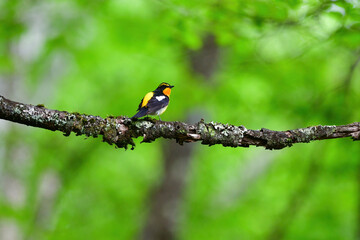 蓼科や軽井沢の初夏の森を彩る黄色とオレンジと黒の鮮やかな美しい小鳥キビタキ