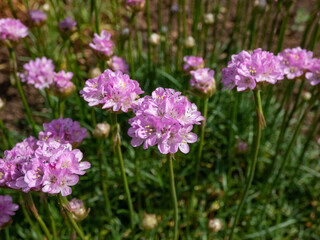 Pink flowers of the thrift, sea thrift or sea pink (Armeria maritima) flowering in the garden in summer
