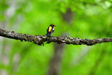 蓼科や軽井沢の初夏の森を彩る黄色とオレンジと黒の鮮やかな美しい小鳥キビタキ