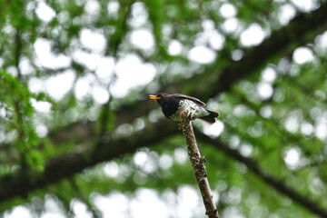 軽井沢や蓼科の初夏の高原で出会える夏の渡り鳥クロツグミ