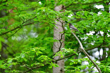 軽井沢や蓼科の初夏の高原に渡ってくる小鳥、美しいさえずりを持つクロツグミ