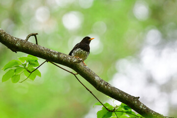 軽井沢や蓼科の初夏の高原に渡ってくる小鳥、美しいさえずりを持つクロツグミ