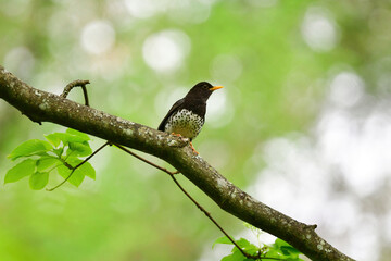 軽井沢や蓼科の初夏の高原に渡ってくる小鳥、美しいさえずりを持つクロツグミ