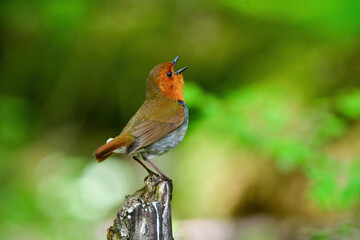 八ヶ岳や日光に訪れるオレンジ色の美しい小鳥、日本の三大鳴鳥コマドリ