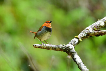八ヶ岳や日光に訪れるオレンジ色の美しい小鳥、日本の三大鳴鳥コマドリ