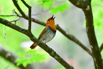 新緑の美しい初夏の高原の森で囀るオレンジ色が鮮やかな小鳥コマドリ