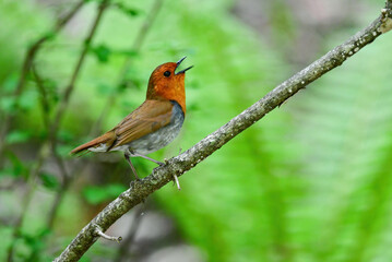新緑の美しい初夏の高原の森で囀るオレンジ色が鮮やかな小鳥コマドリ