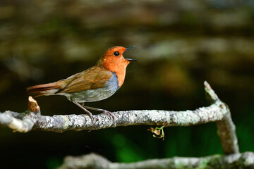 新緑の美しい初夏の高原の森で囀るオレンジ色が鮮やかな小鳥コマドリ
