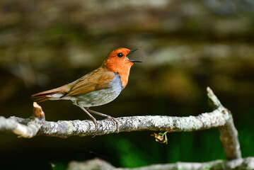 新緑の美しい初夏の高原の森で囀るオレンジ色が鮮やかな小鳥コマドリ
