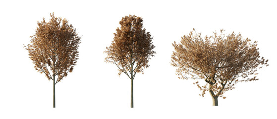 isolated cutout tree Fraxinus Excelsior autumn season in 3 different model option, daylight, best use for landscape design, and post pro render