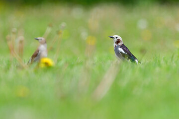 初夏に公園や草原で見られる身近なかわいい野鳥、コムクドリ