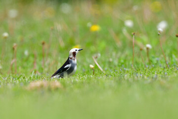 初夏に公園や草原で見られる身近なかわいい野鳥、コムクドリ