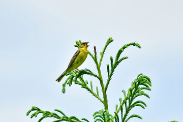 初夏の高原や湿原の林で出会えるかわいい野鳥、ノジコ