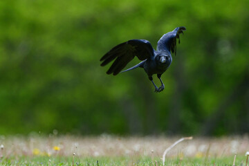 公園や街中で見られる身近な野鳥、黒くて賢いハシブトガラス