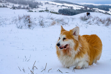 Corgi having fun in snow caped mountains