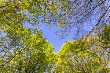 Obraz premium 新緑の森 Landscape of the fresh green forest