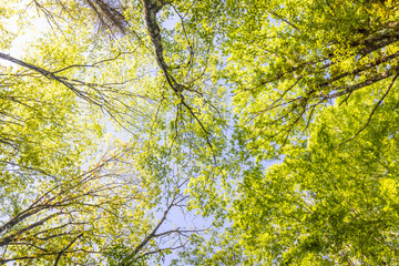 新緑の森　Landscape of the fresh green forest