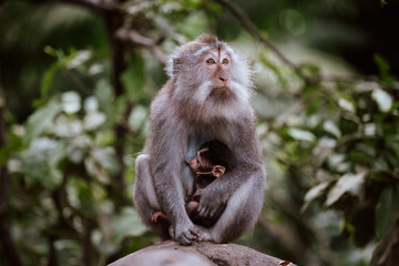 Balinese long-tailed macaque monkey holding its baby at the Sacred Monkey Forest Sanctuary in Ubud, Bali.