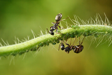Zwei Ameisen mit einer Kolonie kleiner grüner Blattläuse auf einem behaarten horizontalen Pflanzenstängel - Baden-Württemberg, Deutschland - obrazy, fototapety, plakaty