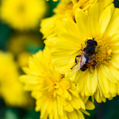bee on yellow flower