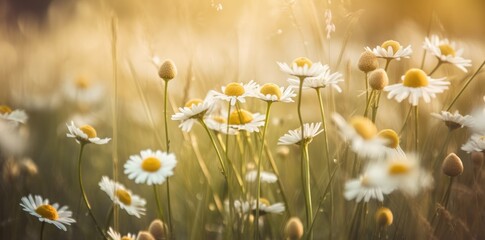 A springtime field of daisies and chamomiles with a blurred background and beautiful golden light, a summer and spring landscape. Generative AI