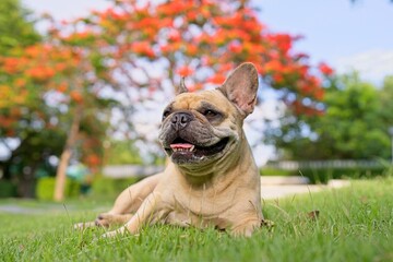 english bulldog lying on grass in summer.