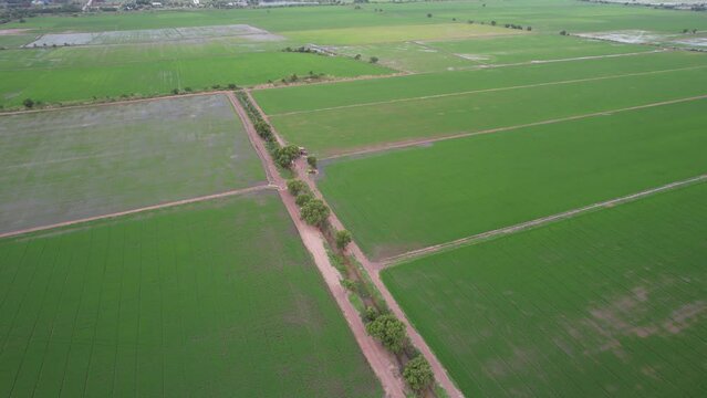 aerial view from flying drone of Field rice with landscape green pattern nature background, top view field rice

