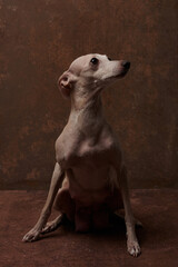 Portrait of Italian Greyhound dog brown color posing isolated on chocolate studio background