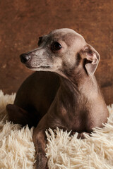 Portrait of Italian Greyhound dog brown color posing isolated on fluffy carpet in studio