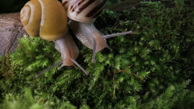 Couple of grape snail slowly creeping on wet wooden twig with moss in the dark forest. Nature life. UHD 4k video