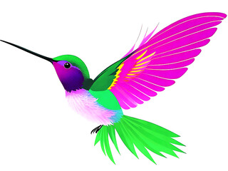 beautiful flying hummingbird design element banners posters leaflets brochures.