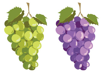 Black and white grapes isolated on white background. Vector set in flat style. Ripe purple berries and green ones for wine. Emblem for winery, menu, juice. - obrazy, fototapety, plakaty