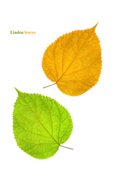 Linden leaves on a white background. Green and yellow linden leaves. Creative layout.