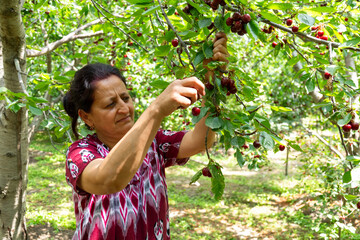 Uzbek woman harvesting ripe cherries