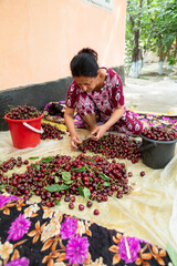 Uzbek woman sorting harvested cherries