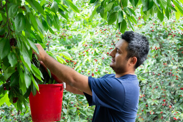 Man harvesting ripe cherries